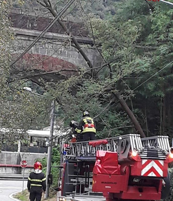 Borgosesia: alberi in bilico sopra la strada, intervenuti i Vigili del Fuoco
