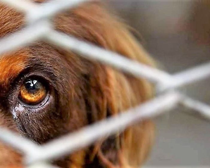 Coronavirus, il Garante degli animali: “Non abbandonateli”