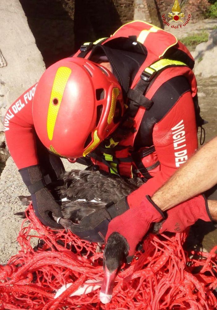 Riportato a casa dai Vigili del Fuoco di Varallo un cigno nero