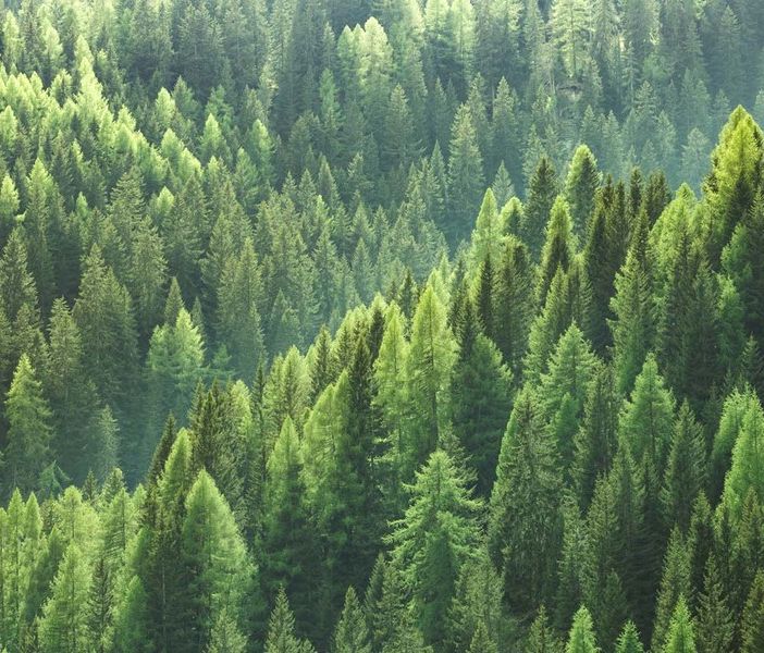 Festa dell’Albero 2019: piantumazioni contro l’emergenza climatica