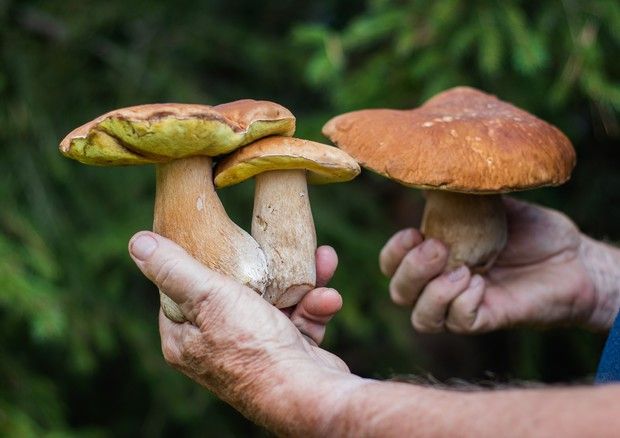 Grignasco: in Frazione Isella l'incanto del bosco