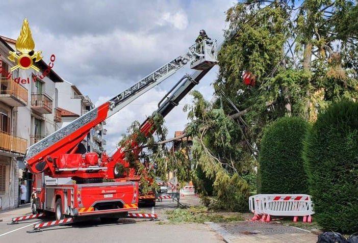 Gattinara, cade grosso albero in corso Valsesia. Vigili del Fuoco in azione FOTO e VIDEO
