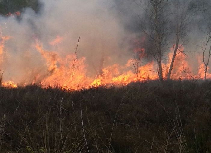 A Bielmonte l'incendio ha attaccato la pineta e minaccia le case