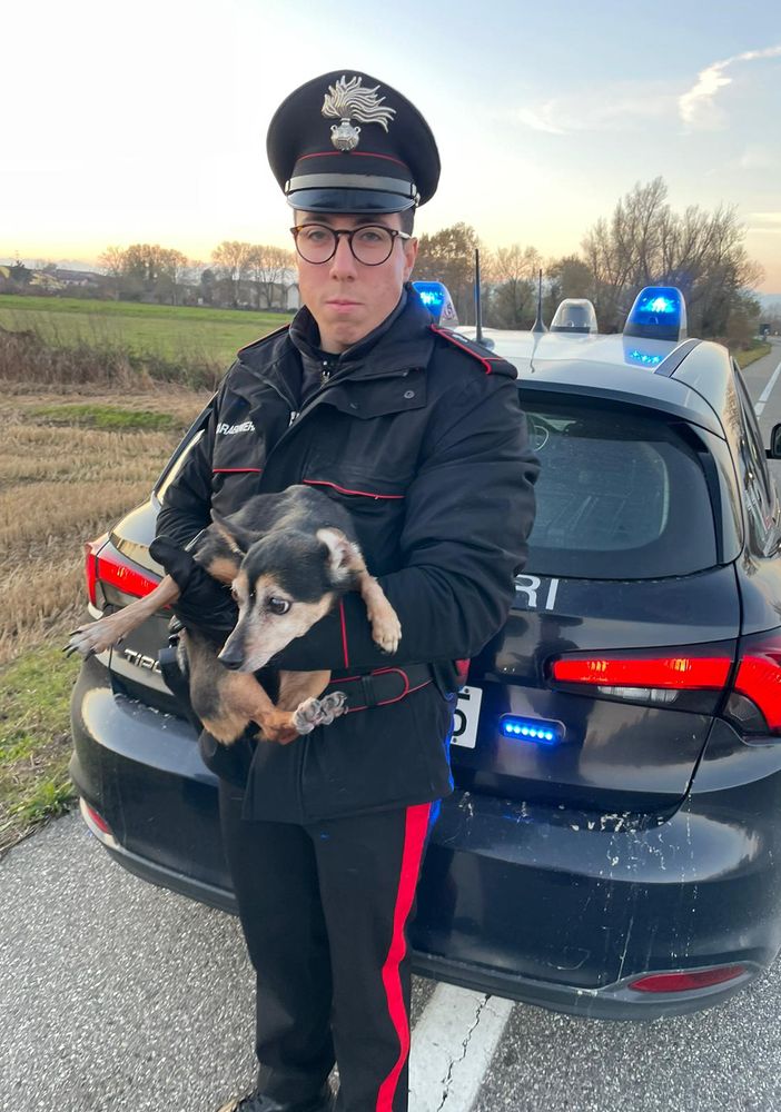 La fuga di un cagnolino finisce bene; I Carabinieri lo trovano e lo riconsegnano alla proprietaria