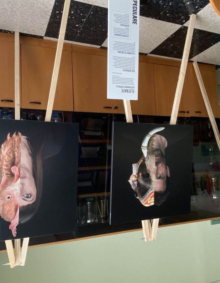 Al Liceo Ferrari di Borgosesia la mostra fotografica Speculare