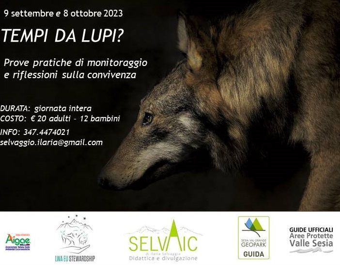 TEMPI DA LUPI? Escursioni sul tema del lupo nel Parco Naturale Alta Valsesia