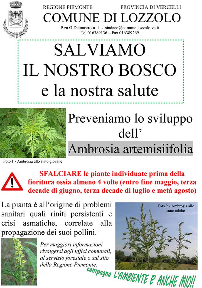 Lozzolo: Comunicato sulla prevenzione di allergopatie derivanti da Ambrosia artemisiifolia
