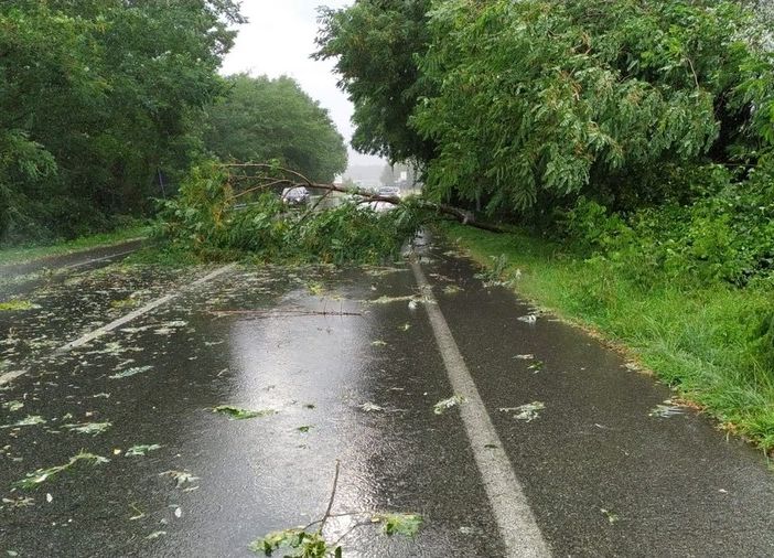 Maltempo: piante su strada, allagamenti, molti interventi dei Vigili del Fuoco nella notte, foto archivio