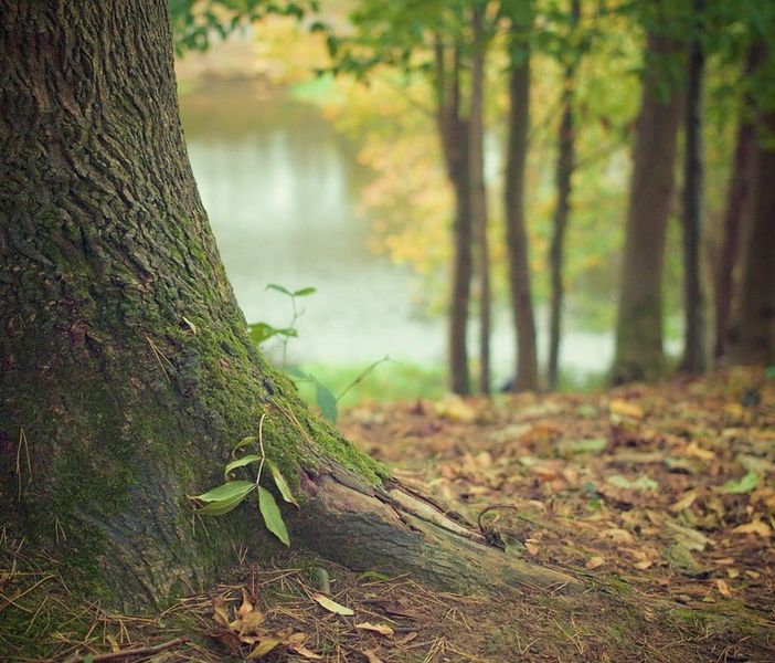 Un albero contro l’omofobia