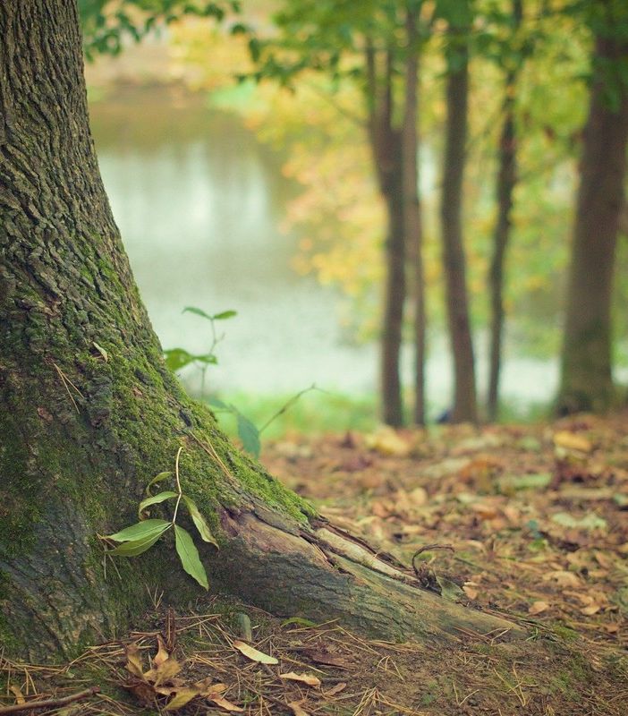 Lozzolo: Il 21 novembre si celebra la Giornata nazionale degli alberi