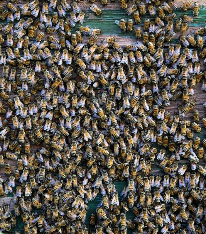 Apicoltura assediata dai cambiamenti climatici: dalla Regione fondi per le aziende