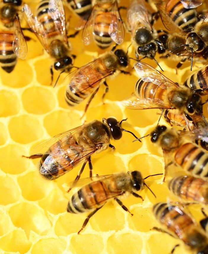 Apicoltura in ginocchio: nel 2019 in Piemonte si stima una perdita produttiva di 16 milioni di euro