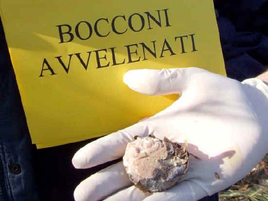 A Vercelli è allarme bocconi avvelenati