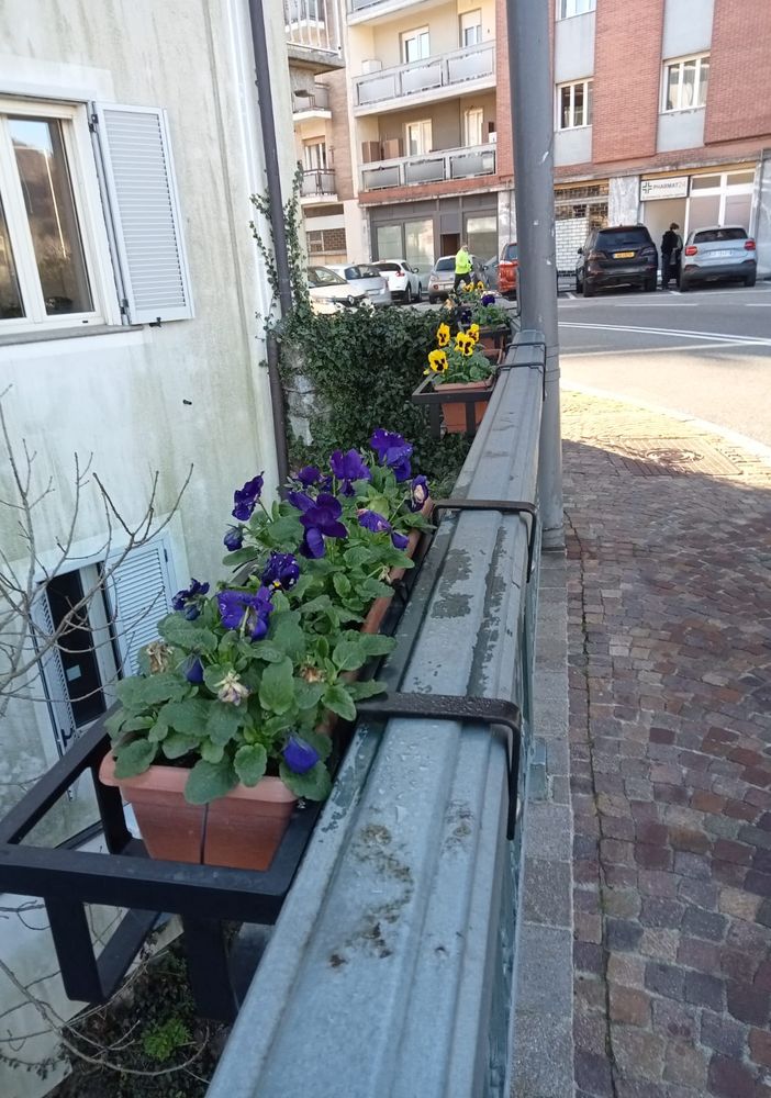 Borgosesia fiorita con migliaia di viole del pensiero