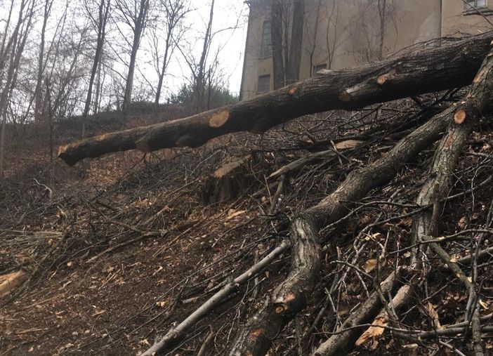 Fase 2, in Piemonte riparte la manutenzione delle foreste e dei boschi