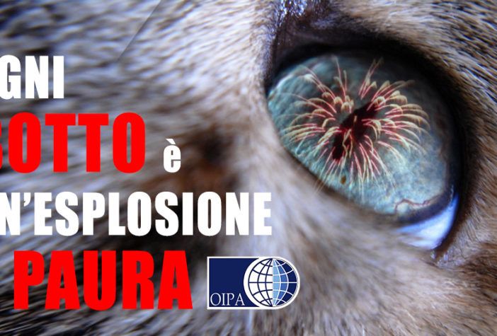 Botti di Capodanno: il decalogo di OIPA per proteggere gli animali