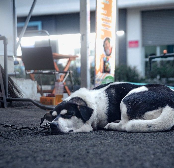 In Piemonte arriva il testo unico sul benessere animale: via la catena e lotta al randagismo.