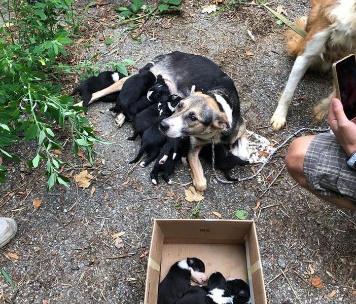 Quattro cani e 14 cuccioli abbandonati sul ciglio di una strada a Portula