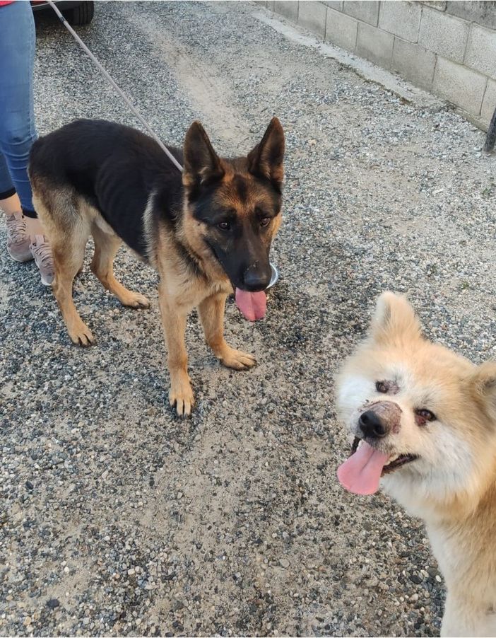 Unione montana Valsesia per il recupero di animali si affida ad Ambulanza veterinaria Italia Odv