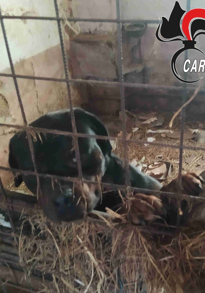 Sporchi, al buio e denutriti: 16 cani salvati dai carabinieri