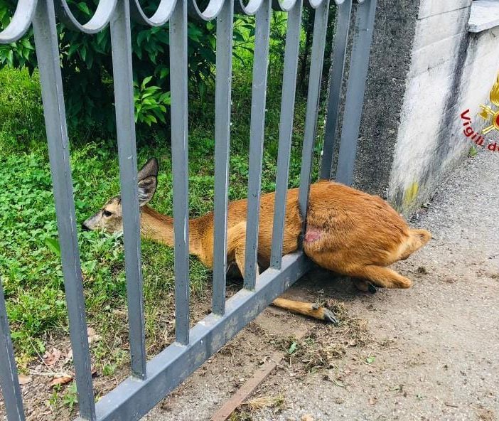 Borgosesia: Capriolo incastrato in un cancello, liberato e rimesso in libertà