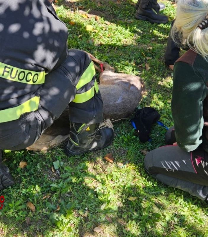 Borgosesia: capriolo tratto in salvo dai Vigili del Fuoco