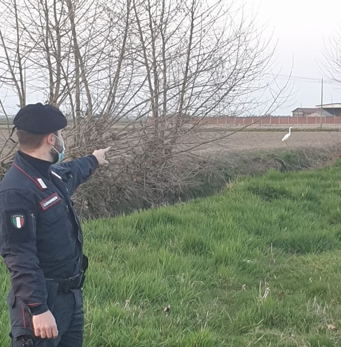 Cattura airone bianco maggiore, forse per rivenderlo: nei guai 29enne