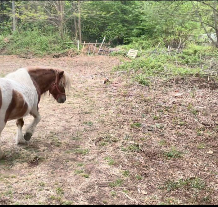 Cavallino di Serravalle: Eleonora Guida a fianco della famiglia