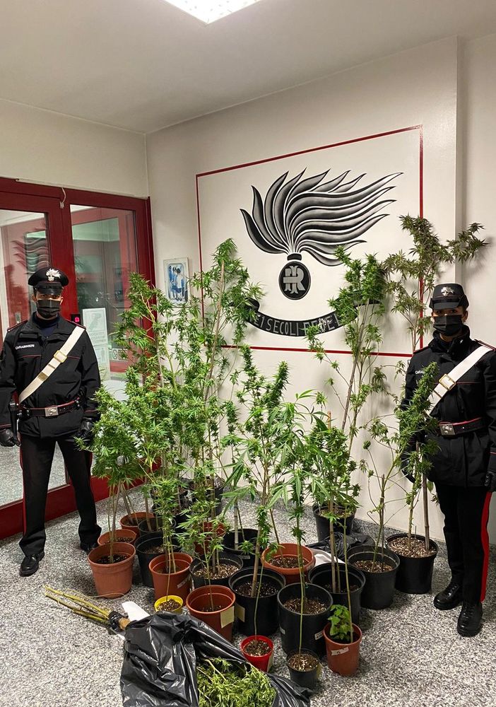 Coltivava piante di marijuana in casa. Arrestato 27enne di Ronsecco