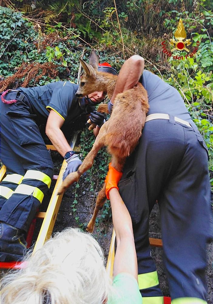 Varallo: Cucciolo di capriolo incastrato in una rete, liberato dai Vigili del Fuoco