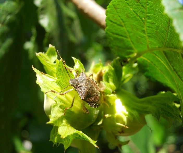 Dal Cuneese individuato un insetto per contrastare la cimice asiatica
