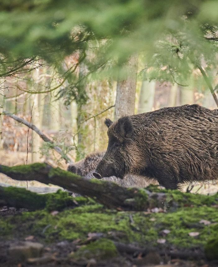 Caccia e peste suina, Bongioanni: &quot;Prolungato di un mese il calendario di caccia al cinghiale&quot;