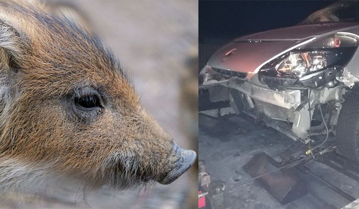 Cinghiale spunta all’improvviso in strada e l’auto lo centra in pieno, serata da paura per un 50enne (foto di repertorio)