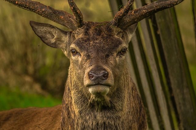 Il bramito del cervo, escursione serale in Val Sorba