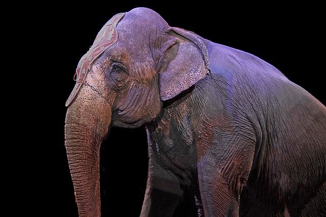 Borgosesia vieta gli spettacoli con utilizzo di animali