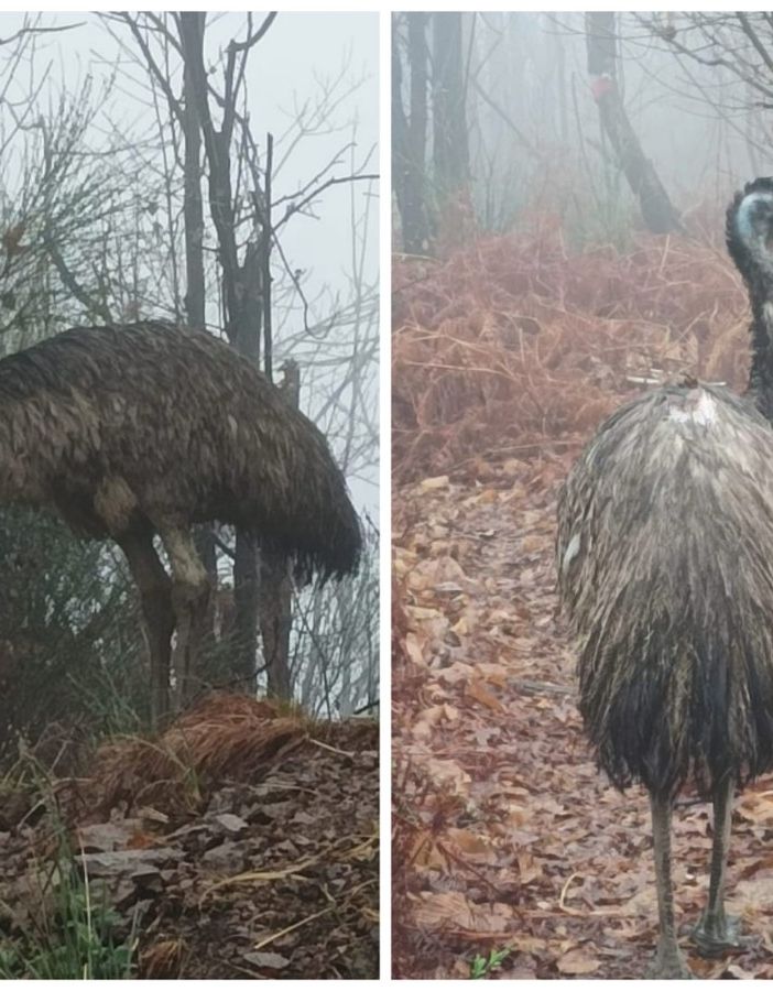 Scomparso un emù tra i boschi dell'alta Valsessera
