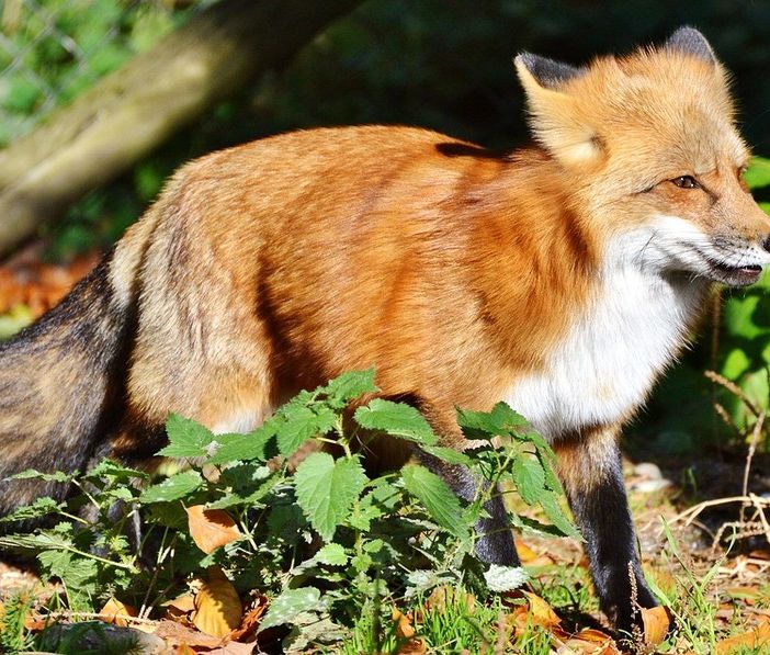 Coggiola: Uccisa con un colpo di fucile la volpe “adottata” dalla frazione Zuccaro