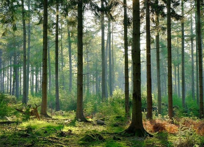 Foreste: cinque video prodotti dalle Regione per parlare della loro importanza