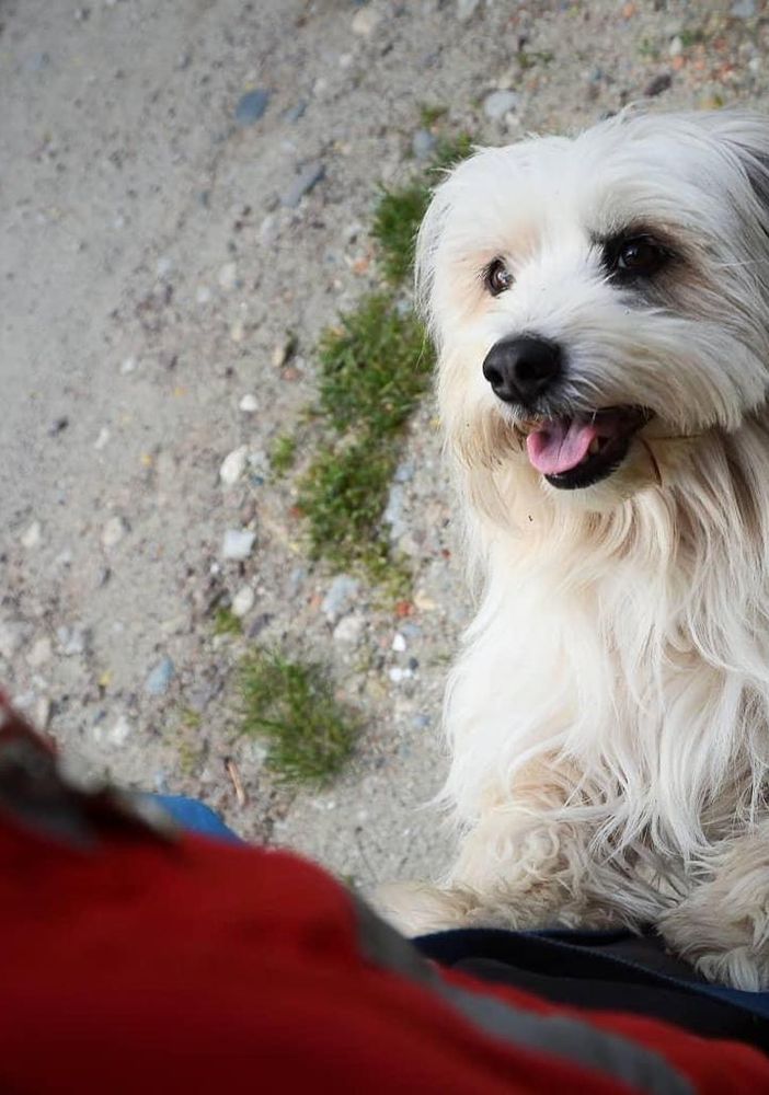 Borgosesia: Dogsitter per malati di covid, progetto operativo