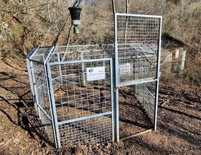 Peste suina: tre enti della Valle Sesia e la Provincia di Vercelli uniscono le forze.
