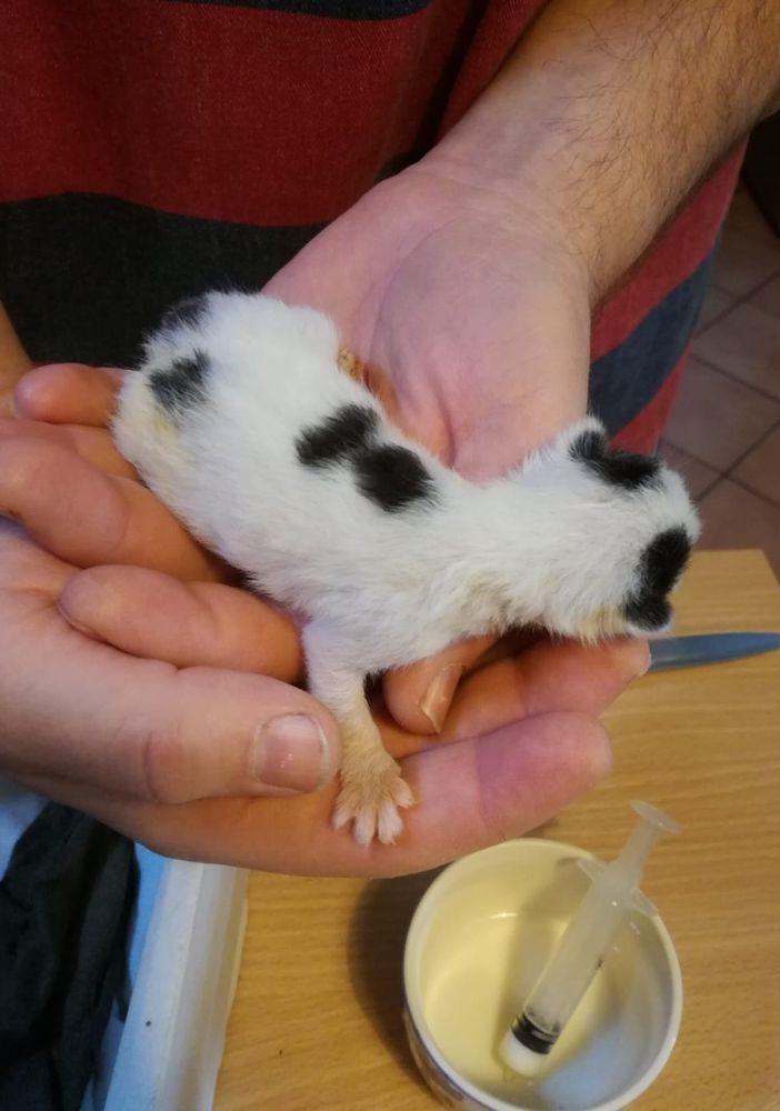 Aggiornamento - Anche il secondo gattino non ce l'ha fatta