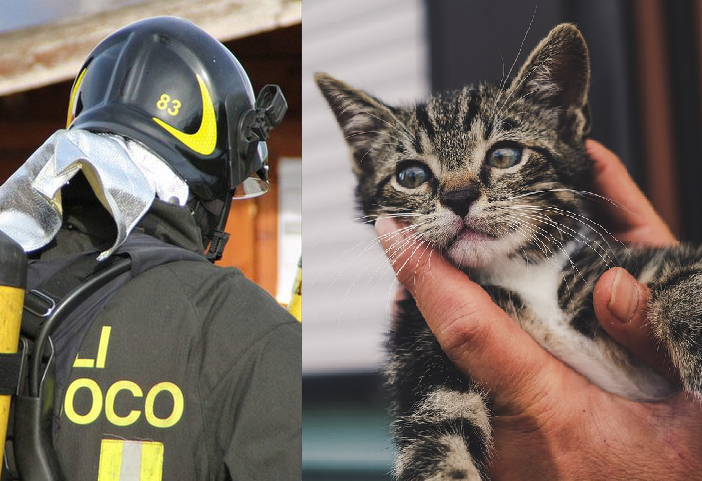 Crevacuore, Gatto cade da balcone e finisce in tubo acqua piovana: Salvato dai Vigili del Fuoco