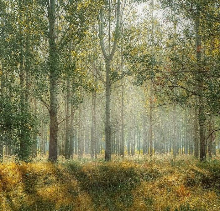 Foreste: aperti i bandi per il finanziamento degli interventi di ripristino e prevenzione