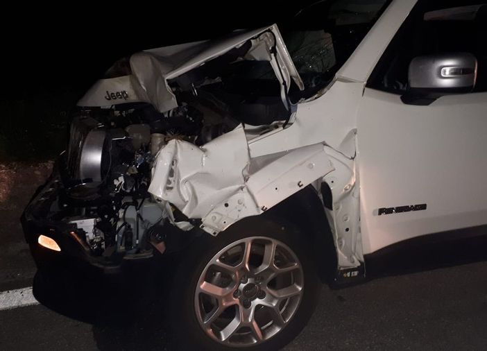 Jeep investe un cervo di 200 chili. L'animale è stato abbattuto a seguito delle ferite riportate FOTO