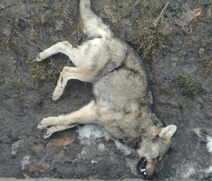 Lupo trovato senza vita nei boschi di Sostegno, si indaga sulle cause della morte (foto di repertorio)