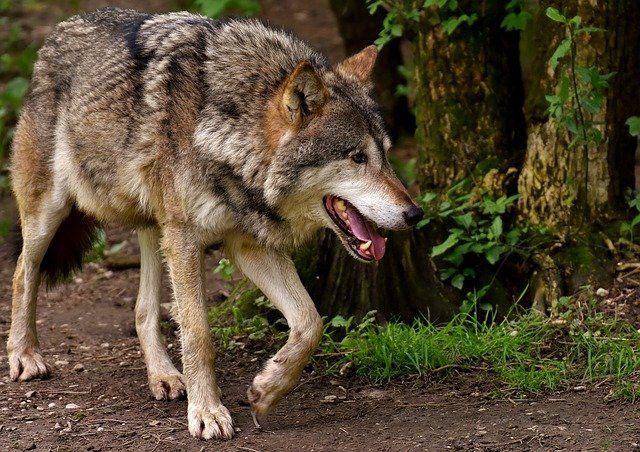 Lupo in Piemonte, Carosso scrive al Ministro della Transizione Ecologica