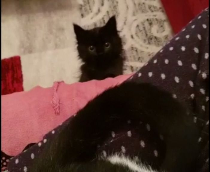 Tu videomaker e il tuo animale diventa una star: Agata, un piccolo batuffolo nero che gioca con la coda della sua compagna Milly VIDEO
