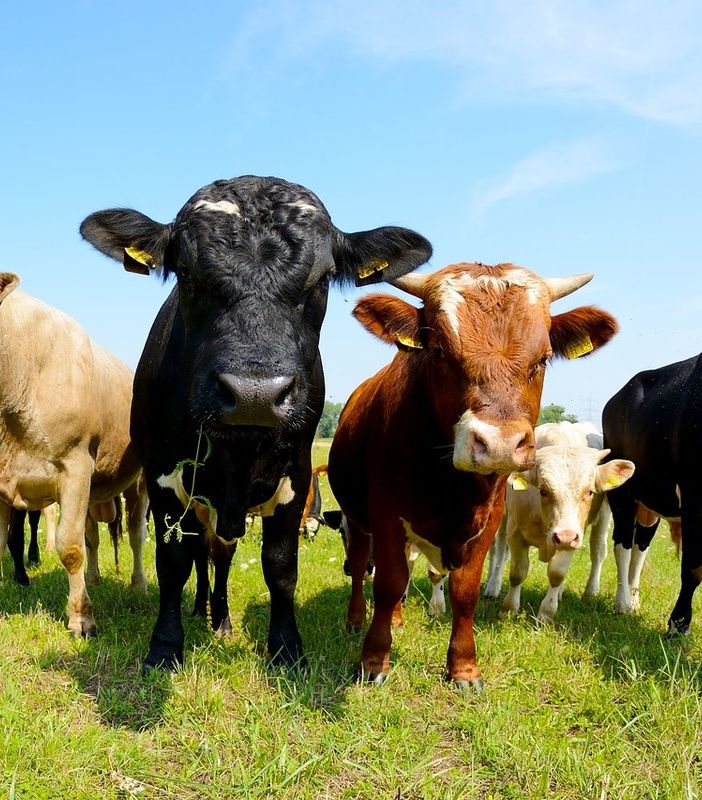 Ritorna l’iconica Fiera del bestiame: la tradizione agricola e pastorale di Doccio.