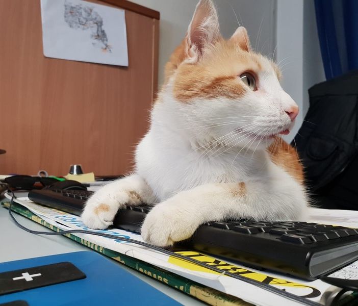 Oggi è la Festa Nazionale del Gatto e con loro anche del direttore generale di Valsesianotizie