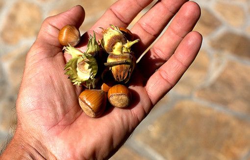 In Piemonte prima riunione del gruppo di lavoro nocciole europee